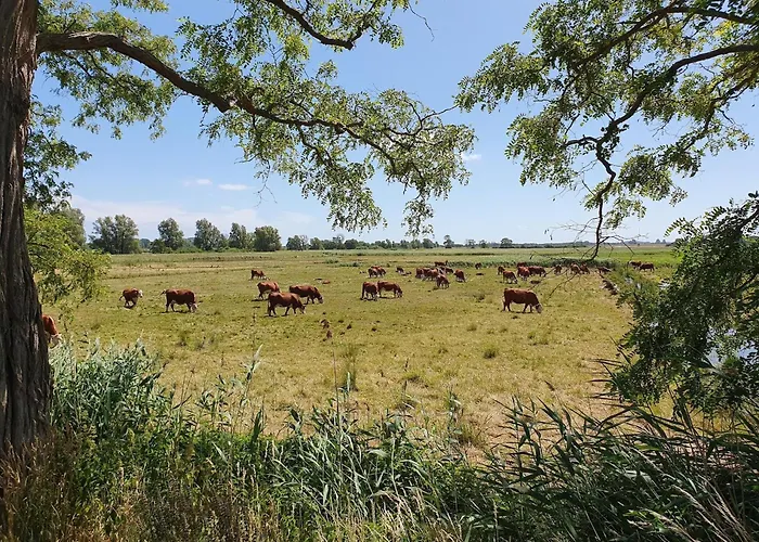 In Mit Naehe Zum Meeresstrand Apartment Sellin (Rugen)